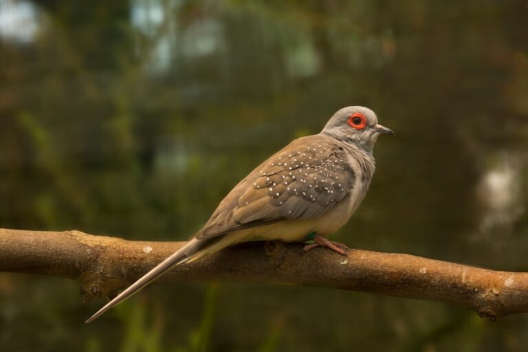 diamond Dove on a tree branch