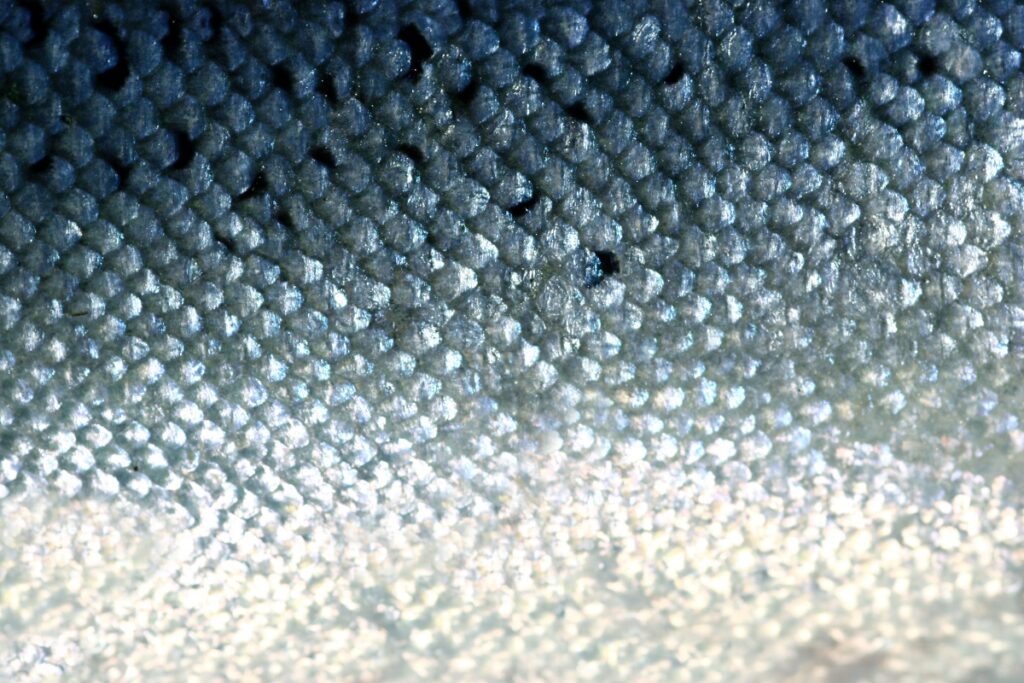 close up of fish scales