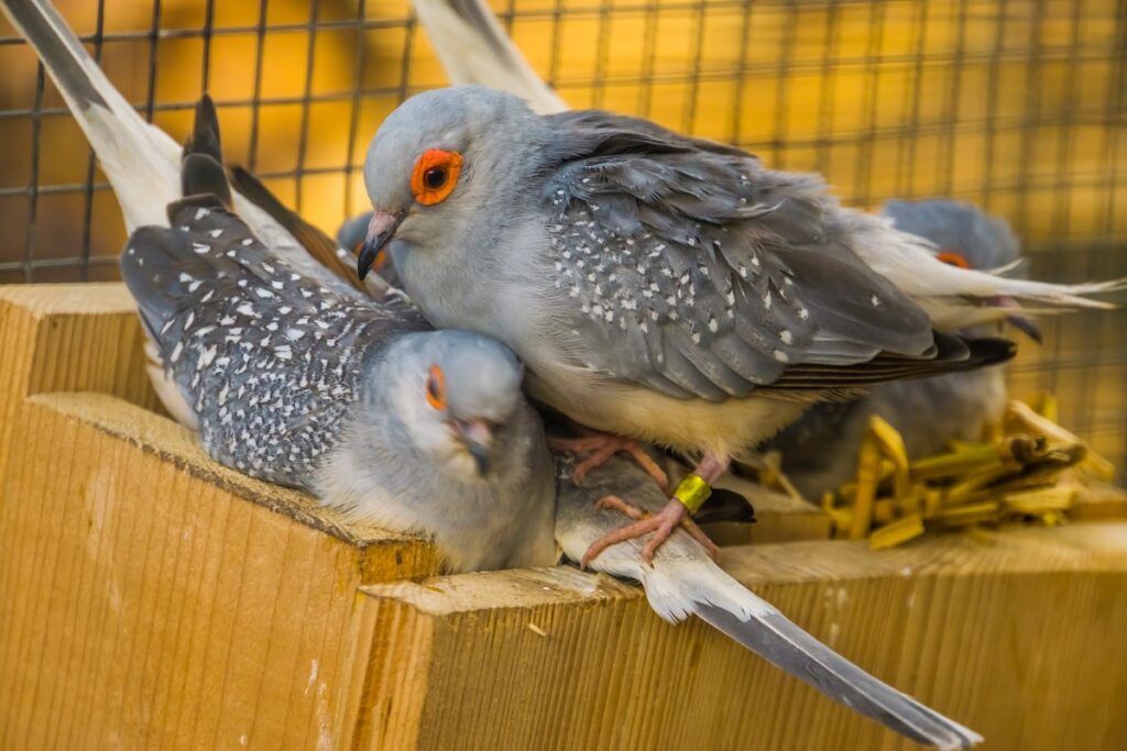 group of diamond doves nesting