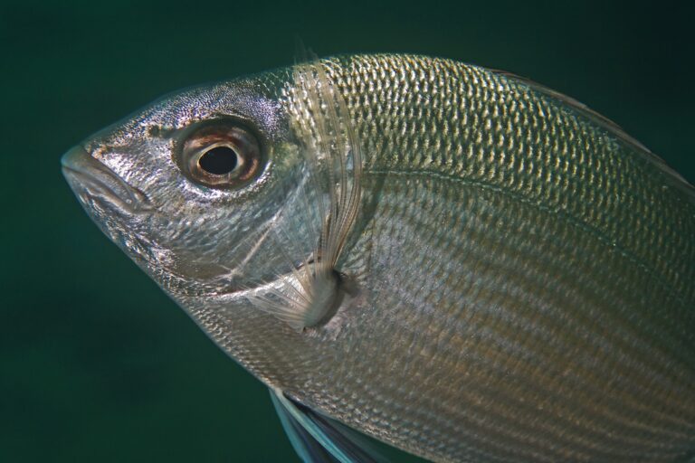 close up of gray fish's face