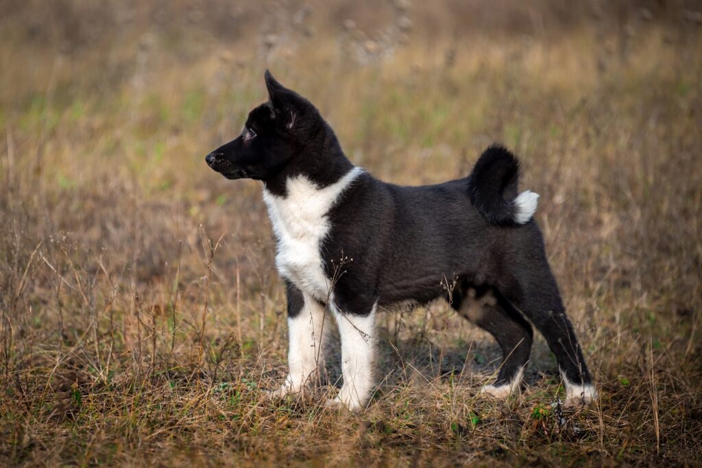 Laika Puppy standing guard