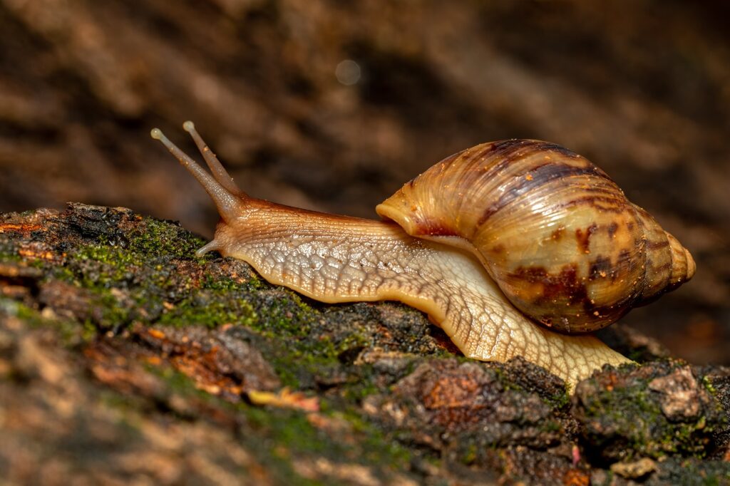 Snail on soil.