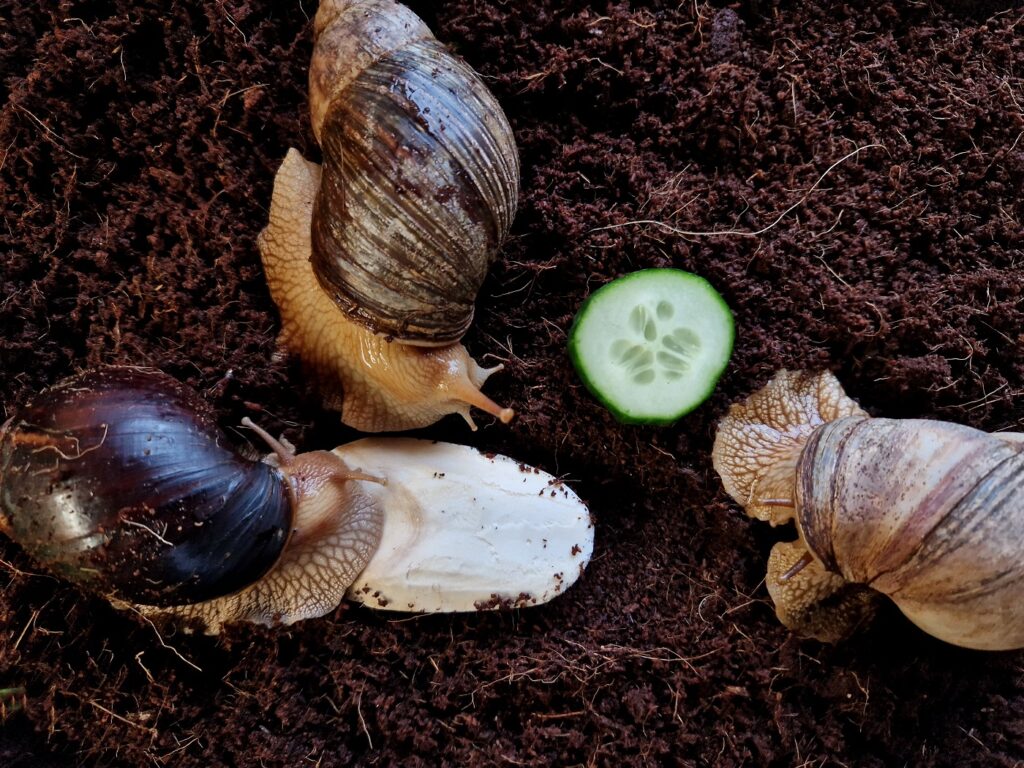 trio of snails in terrarium.