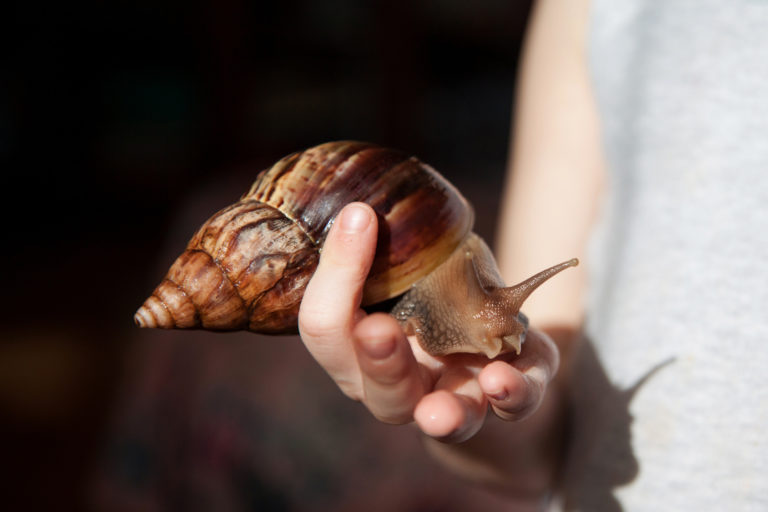 Human Holding snail.