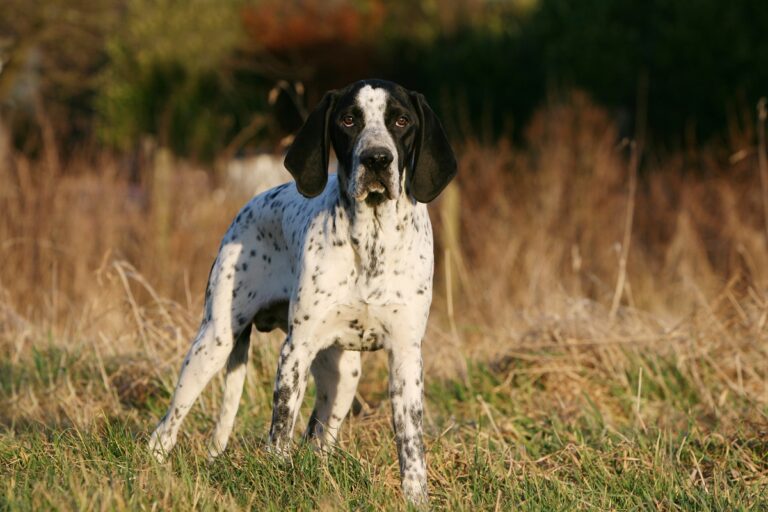 Auvergne Pointer