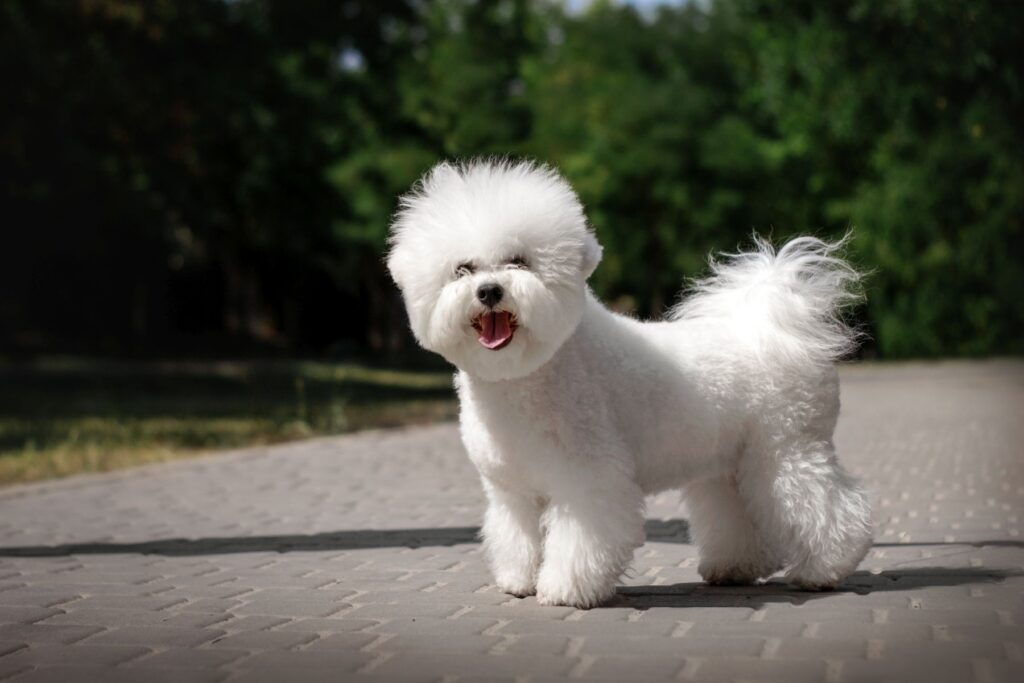 bichon frise puppy