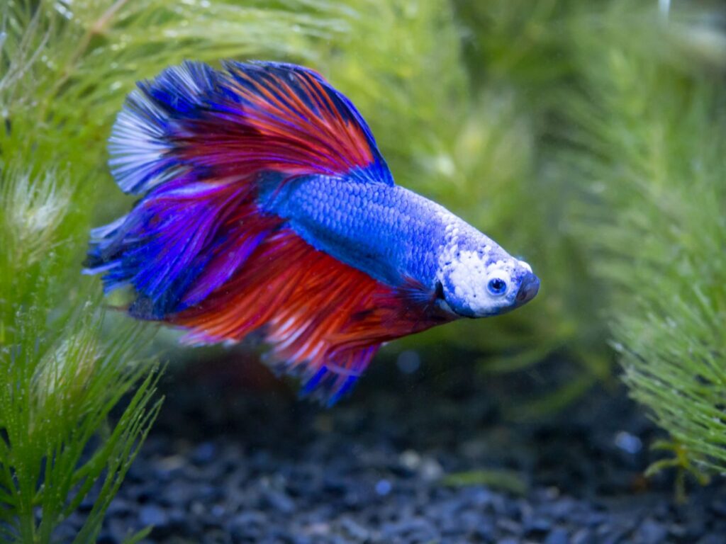 Blue-Red Siamese Fighting Fish exploring aquarium floor