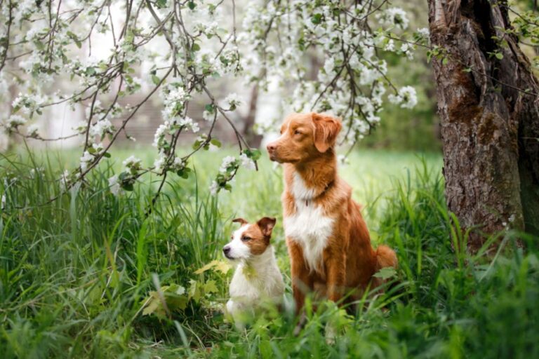 Canine Malaria (Babesiosis)