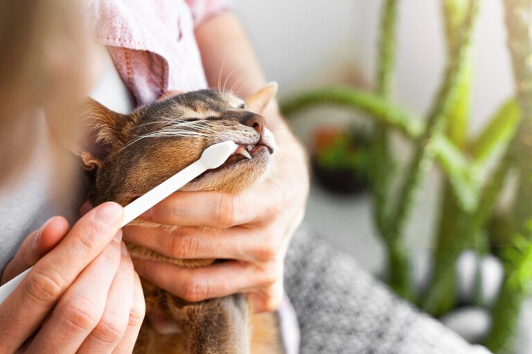 Dental Hygiene for Cats