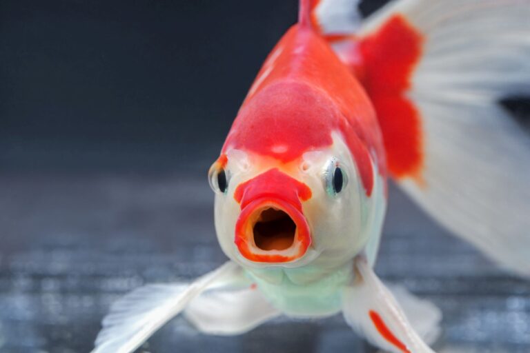 Do Fish Feel Pain? Here's What Science Says