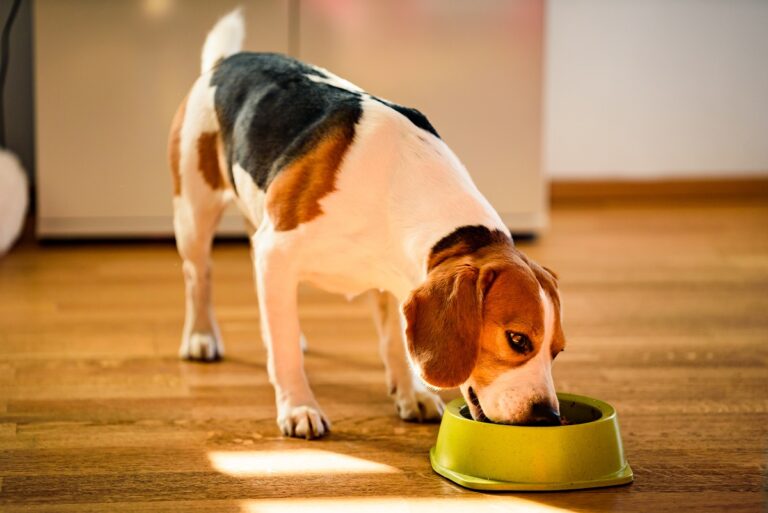 Dog Food Allergy