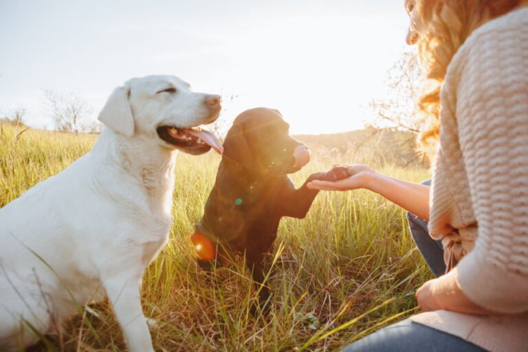 Dogs for Allergy Sufferers