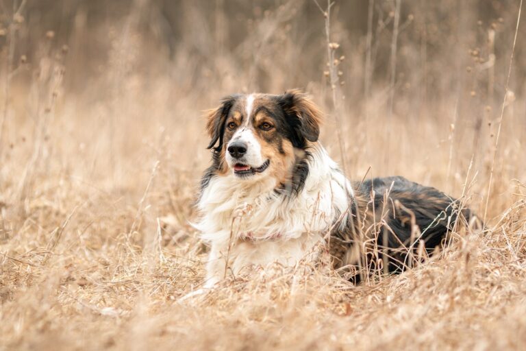 English shepherd