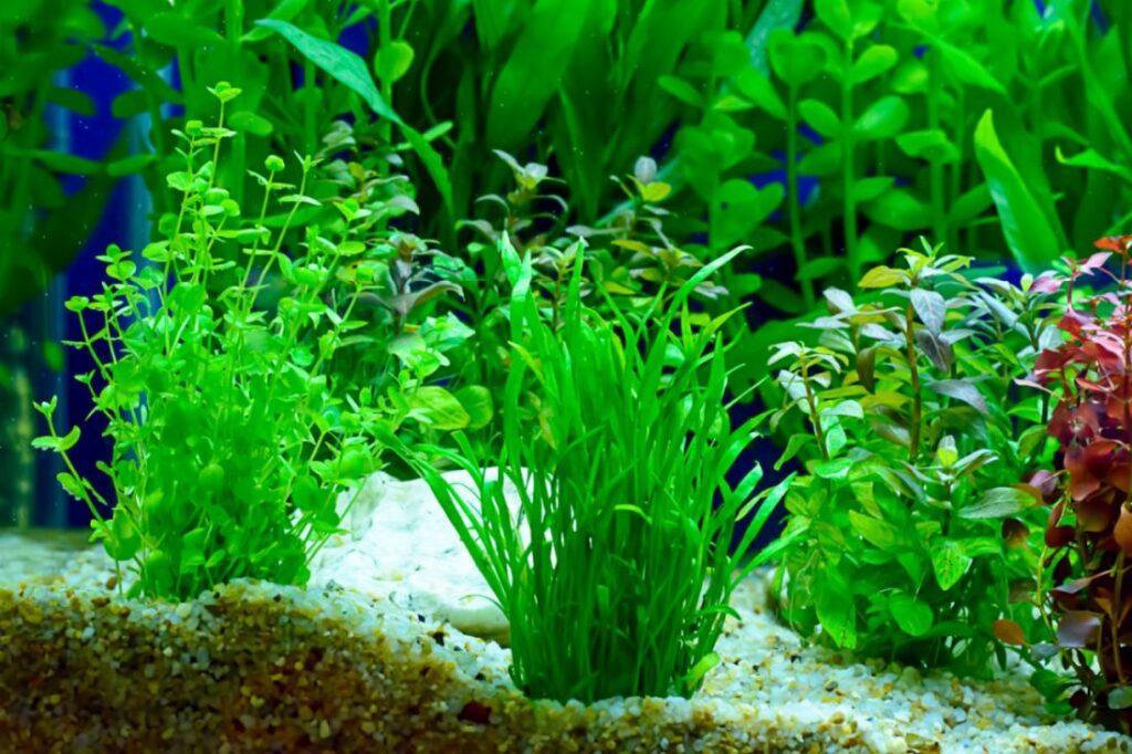 aquarium plants