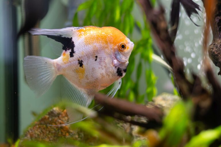 angelfish in aquarium close-up