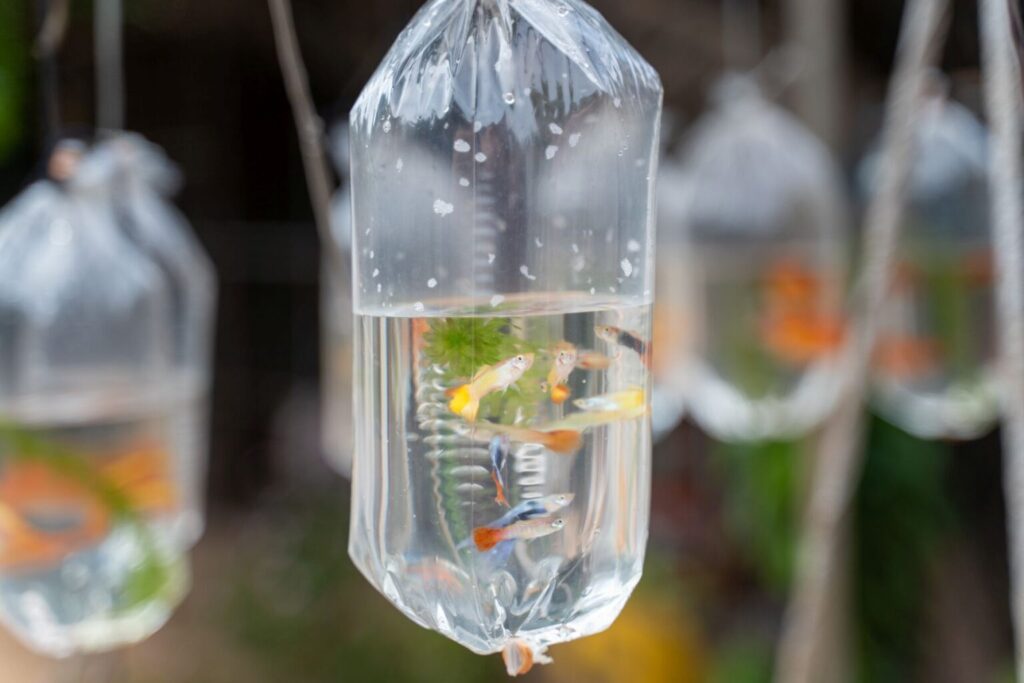 set of fish in plastic bags being quarantined