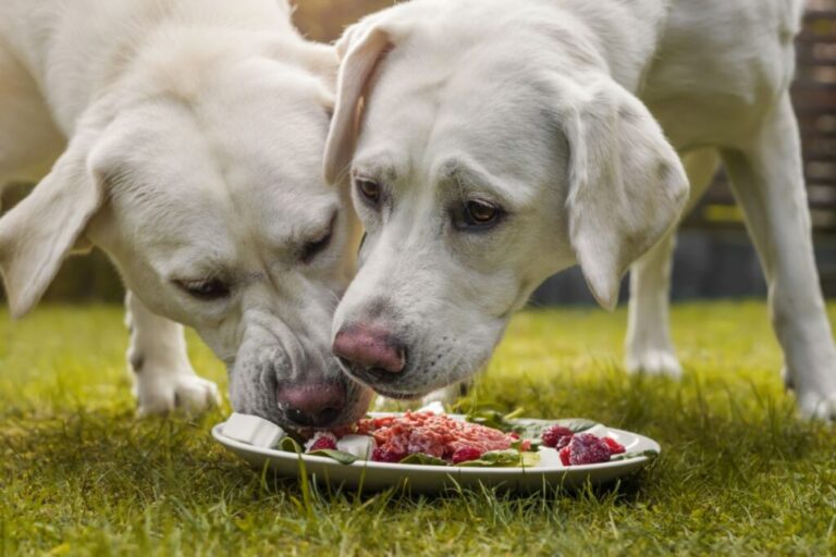 two white labs eating red food off the same plate.