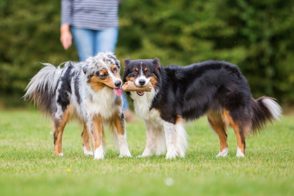 two Australian Shepards tugging on the same toy