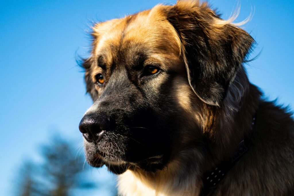 Germanic Bear Dog cute