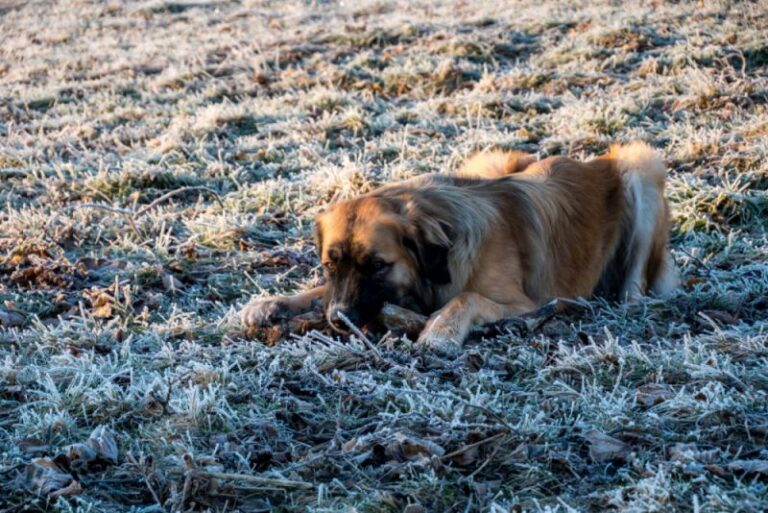 germanic bear dog needs exercise