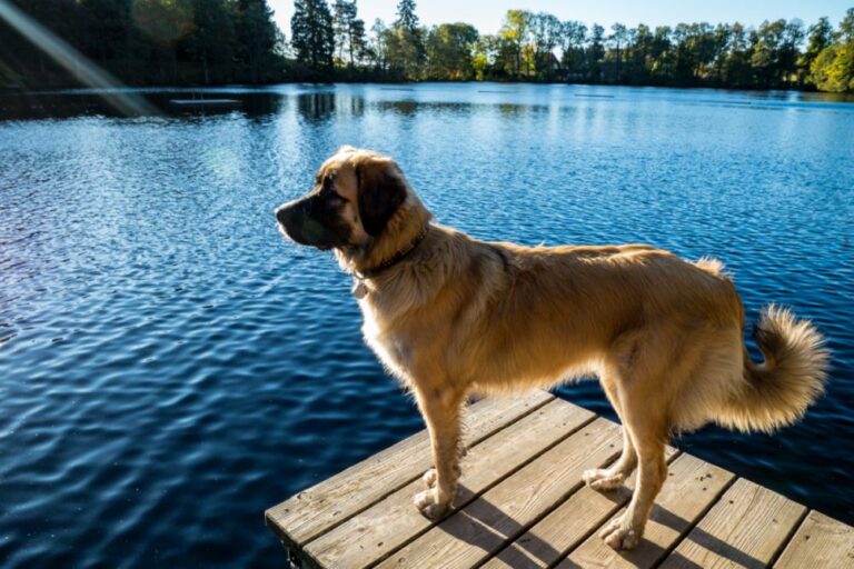 Germanic Bear Dog