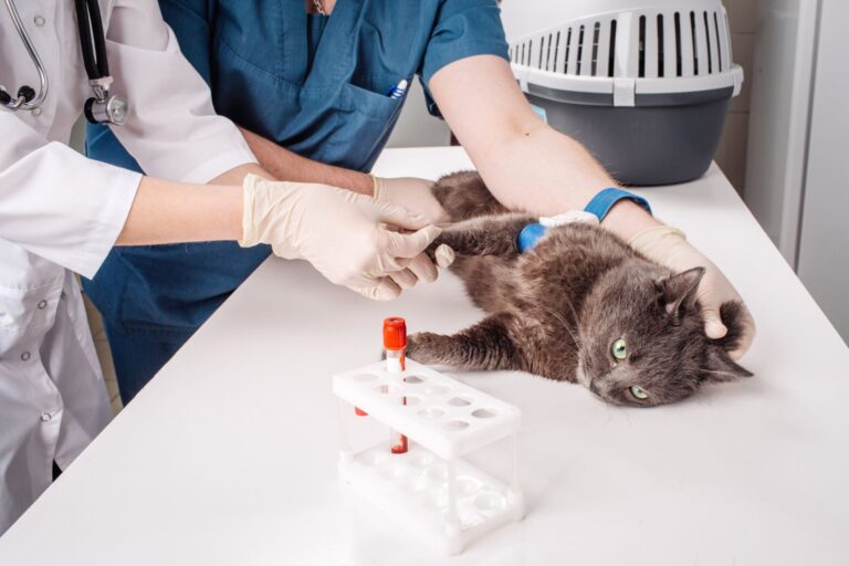 Veterinary Blood test. Cat in vetrinary