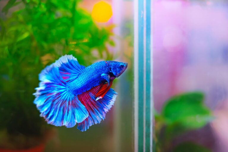 iridescent blue betta fish in aquarium