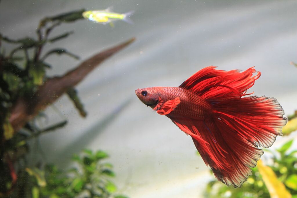 Red Betta fish swimming through aquarium foliage