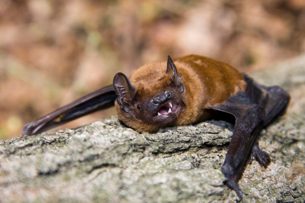 large noctule bat