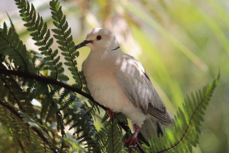 Laughing Dove