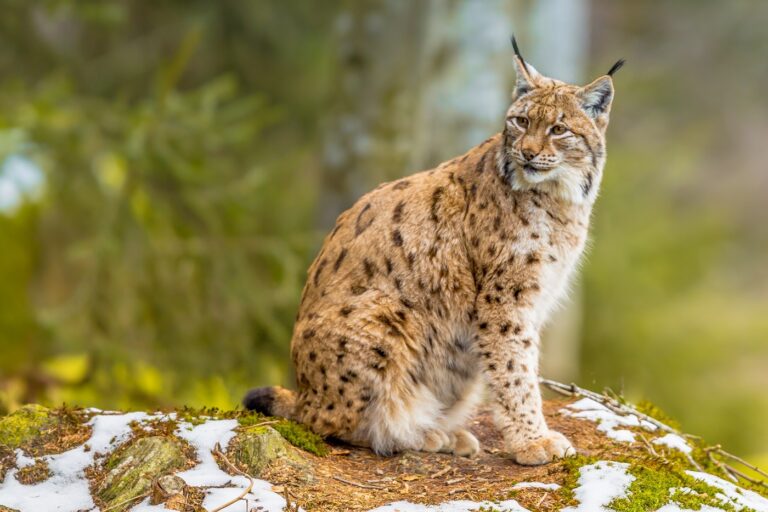 Lynx