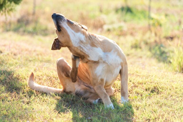 Mange in Dogs (Sarcoptic)