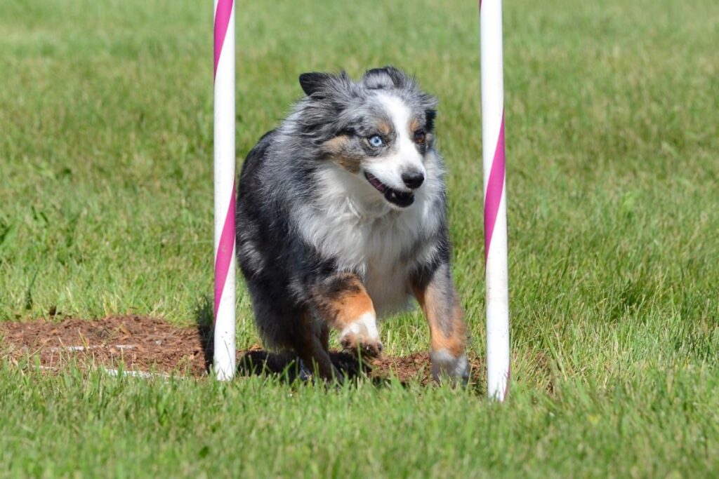 Miniature American Shepherd at Dog Agility Trial