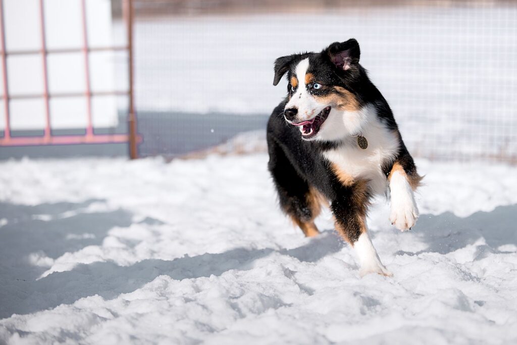 miniature american shepherd snow