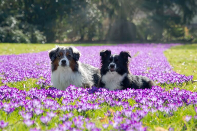 Two Miniature American Shepherd (Mini-Aussie) dogs