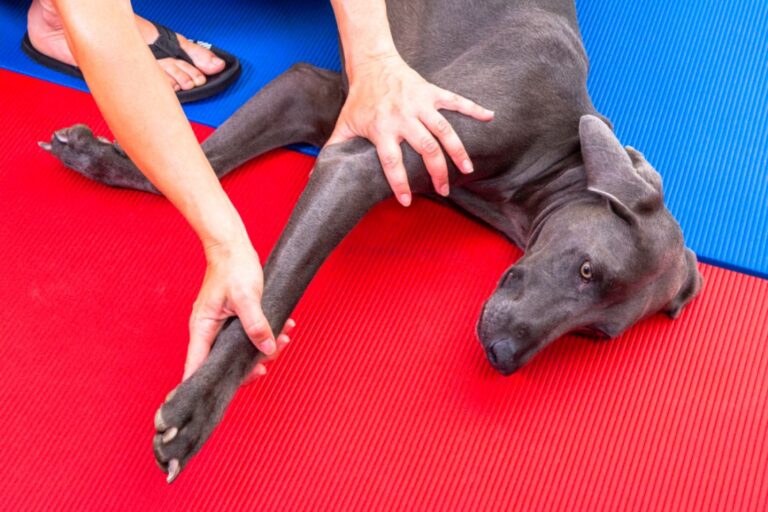 dog laying on floor getting treatment