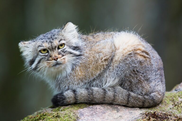 Pallas Cat (Manul)