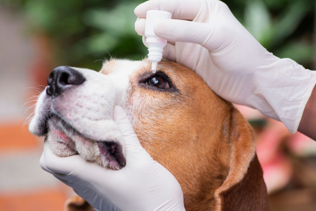 Pressure-reducing dog eye drops