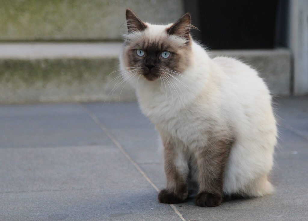 ragamuffin cat