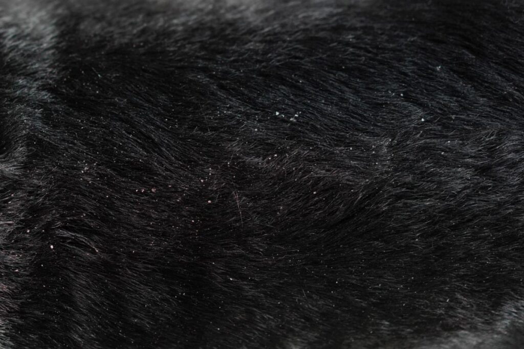 Close-up on dog hair