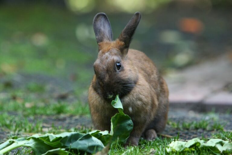 Rabbit standing, eating a leaf.