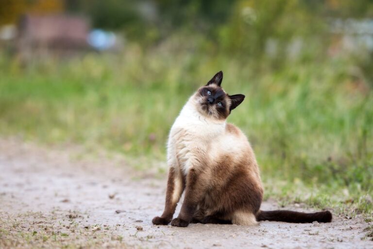 Vestibular Syndrome in Cats