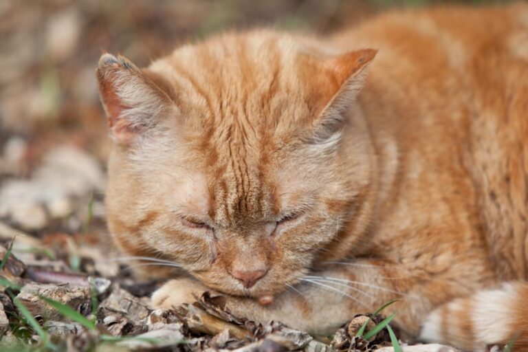 Warts in Cats