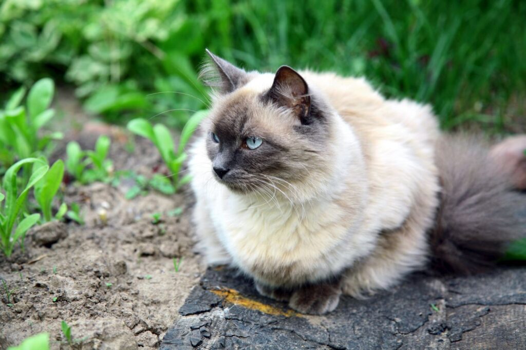 balinese cat