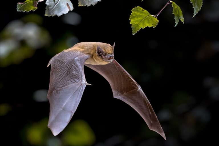 bat