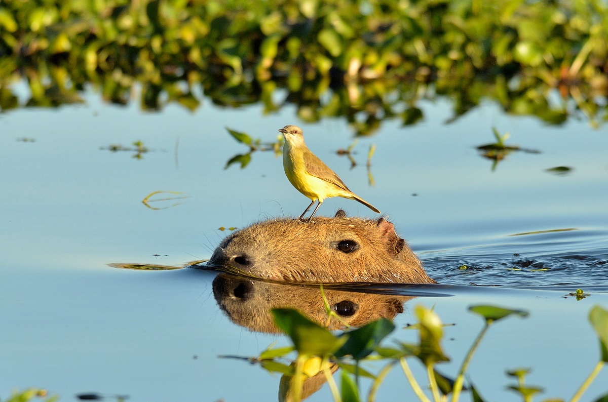 capybara with a bird