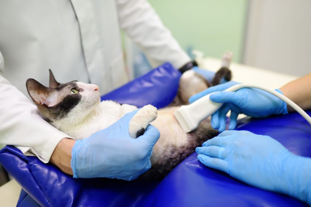 Cat having ultrasound scan