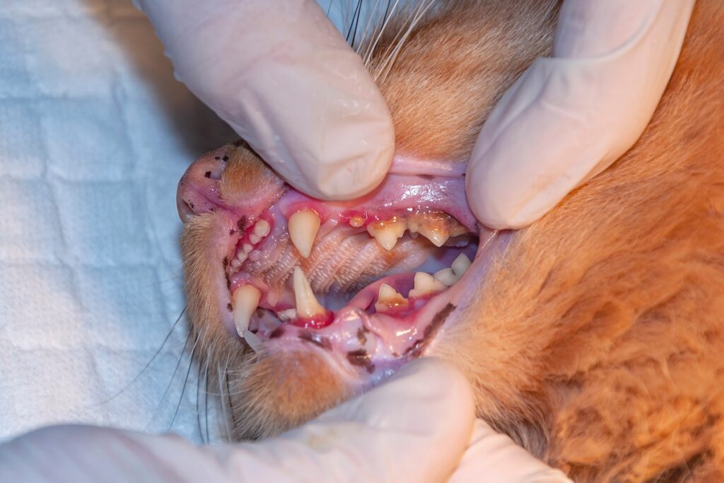 cat with tartar and gum inflammation