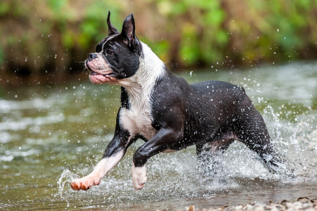 Continental Bulldog in the water