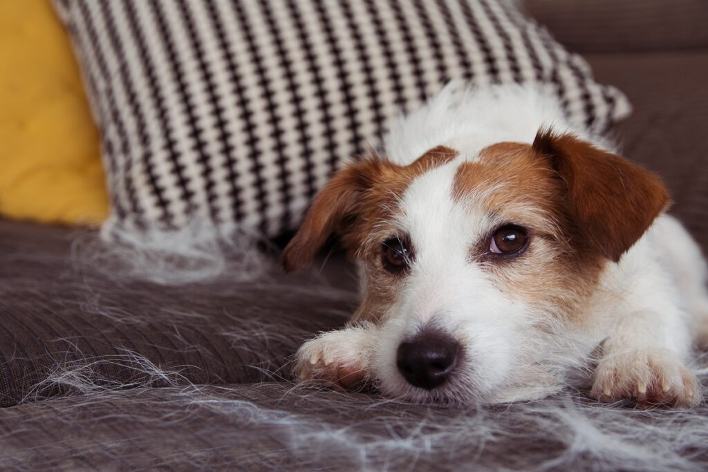 dog hair on the sofa